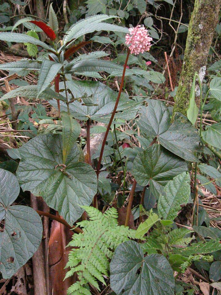 B. sylvatica